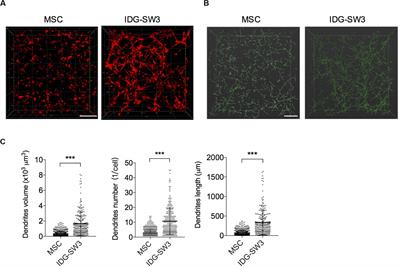 High Mineralization Capacity of IDG-SW3 Cells in 3D Collagen Hydrogel for Bone Healing in Estrogen-Deficient Mice